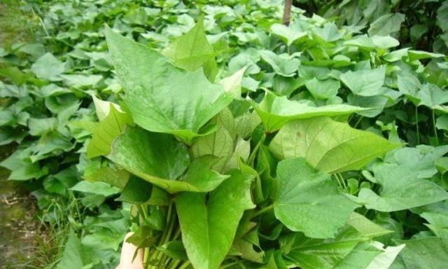 红薯长什么样子？如何辨别不同品种的红薯？