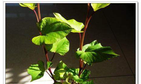 红薯长什么样子？如何辨别不同品种的红薯？