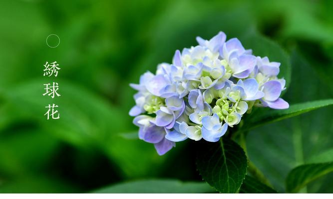 八仙花的花语与传说（探索八仙花的奇妙寓意与美丽传说）