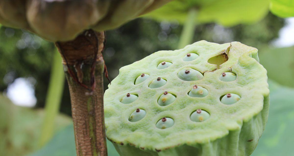 莲藕和莲子是同一种植物吗？它们之间有什么关系？