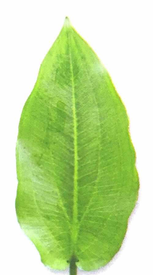 芭蕉属于单子叶植物吗？它的分类特征是什么？