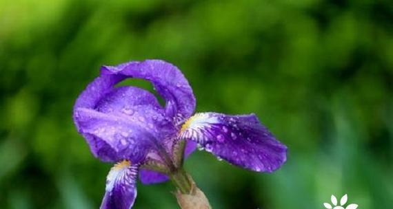 鸢尾花语的含义及传承（探寻鸢尾花的象征意义与文化传承）
