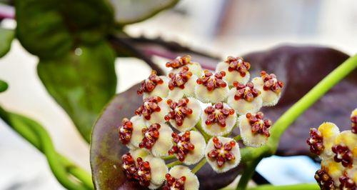 以球兰花的象征——探寻生命的坚韧与美丽（凝结着自强不息的力量——球兰花）