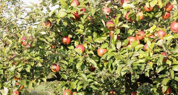 苹果树不开花是什么原因？如何解决？