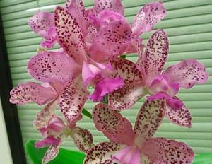 洋兰花的寓意与象征（揭示洋兰花的美丽内涵及世界各地的应用）