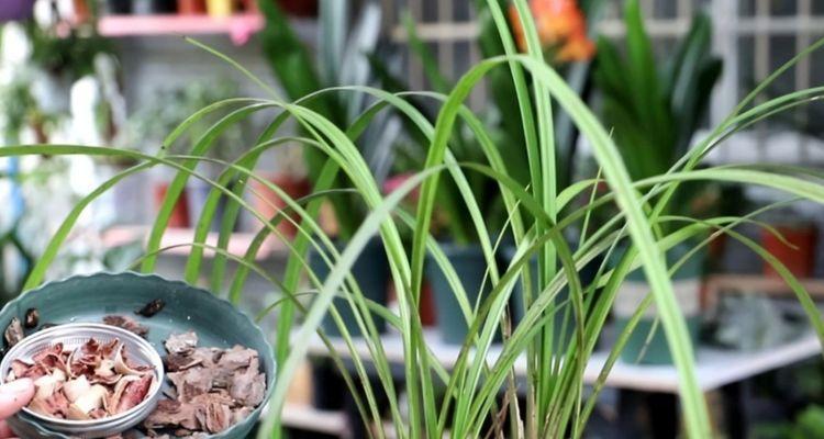 室内养兰草花可行吗?需要注意哪些问题?