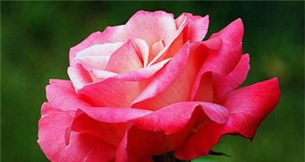 红色月季花语（红色月季花语的寓意与传承）