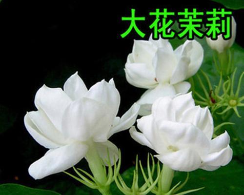 送茉莉花的含义(茉莉花的象征意义及文化传承)