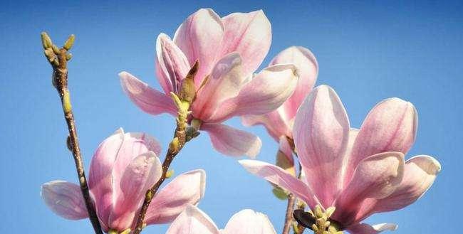 红玉兰花（挺立于困境中的花朵）