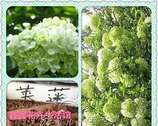 绣球花种子播种的最佳时间是什么时候？如何确保高发芽率？