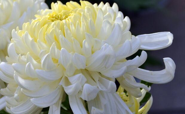 菊花属于单子叶植物吗？常见问题解答