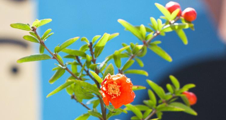 石榴花有香味吗？揭秘石榴花的独特香气之谜？