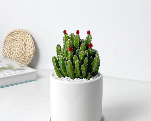 仙人掌用什么盆栽好？选择合适的盆栽技巧是什么？