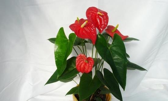 红掌花语与寓意的象征意义（探索红掌花语背后的深层寓意）