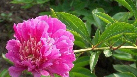 芍药花的象征意义与传说（探索芍药花的文化内涵及民俗传统）