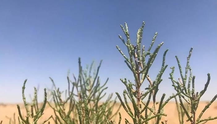 梭梭树是什么树?它为何能在沙漠地区生长为小乔木?_花植网