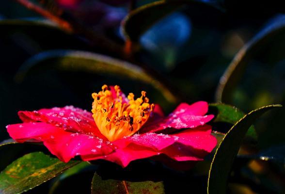 茶花喜不喜欢阳光？如何正确为茶花提供光照条件？