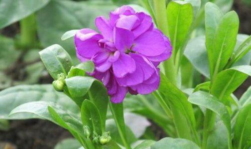 紫罗兰的象征意义（探索紫罗兰花的隐含意义与美好寓意）