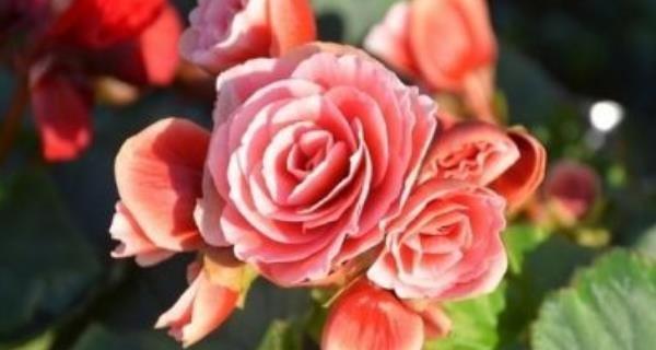 海棠花有毒吗？室内养护需要注意什么？