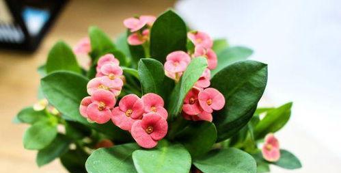 海棠花有毒吗？室内养护需要注意什么？