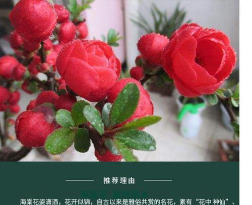 海棠花有毒吗？室内养护需要注意什么？