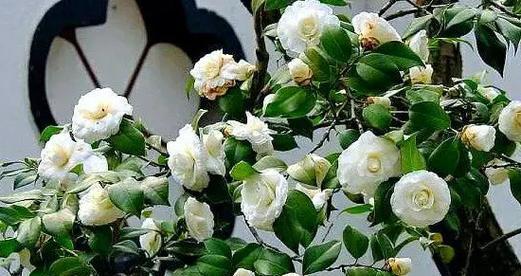 拯救的花语——以蒲公英花为主题的文章（重生的希望与无私的奉献）