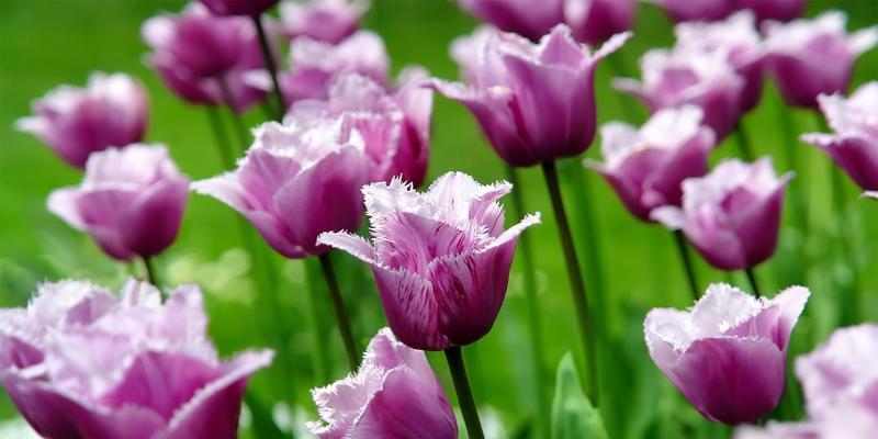 郁金香(探寻郁金香的寓意和象征之旅) 郁金香(探寻郁金香的寓意和象征之旅)