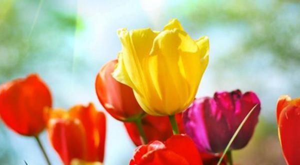 郁金香(探寻郁金香的寓意和象征之旅) 郁金香(探寻郁金香的寓意和象征之旅)