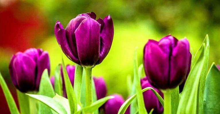 郁金香(探寻郁金香的寓意和象征之旅) 郁金香(探寻郁金香的寓意和象征之旅)