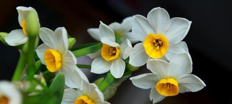 水仙花语是什么？它代表了哪些意义？