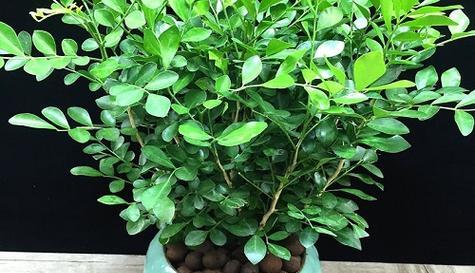 九里香是否需要充足阳光？种植九里香的光照需求解析？