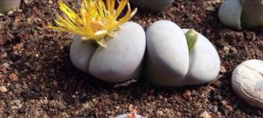 生石花换盆后多久浇水一次？换盆后的正确浇水时间表是什么？