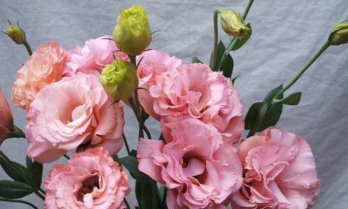 洋桔梗花语的深刻意义（探寻洋桔梗花语的内涵与象征）