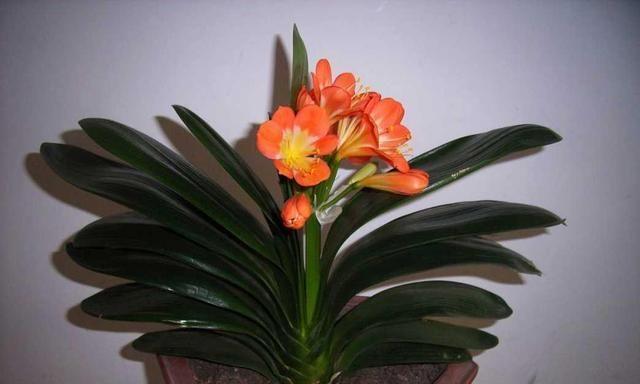 君子兰什么人不能养？养护君子兰的禁忌有哪些？