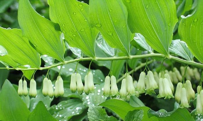 黄精可以盆栽吗?盆栽黄精的正确方法和注意事项是什么?