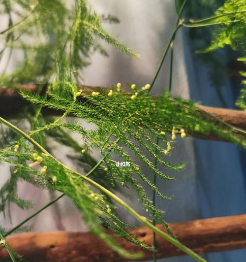 文竹开花的奇迹（揭示文竹开花背后的秘密）