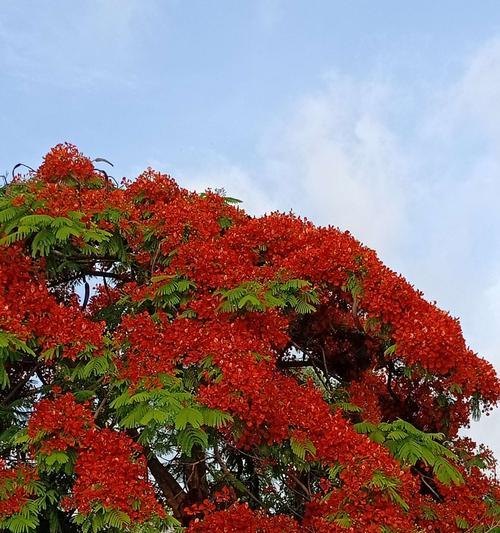 凤凰花的美丽与寓意（探寻凤凰花的传世之美）