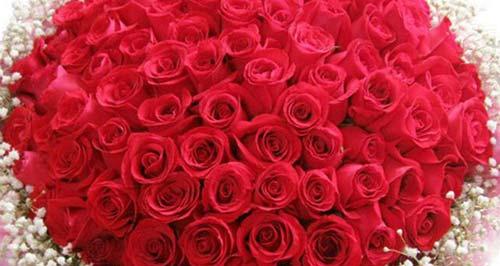 55朵玫瑰的花语与意义(探究玫瑰花数量与情感表达之间的关系)