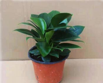 绿钻浇水频率如何根据季节调整？春夏秋冬浇水有何区别？