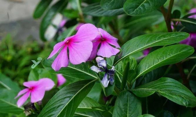 长春花花语（沐浴春光）