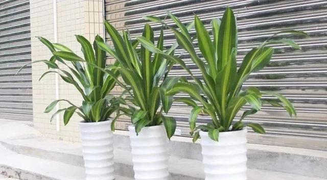 步步高升——植物的象征（探索植物世界中步步高升的奇迹）