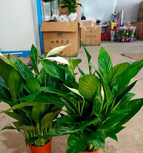 白掌水培可行吗？如何正确进行水培？
