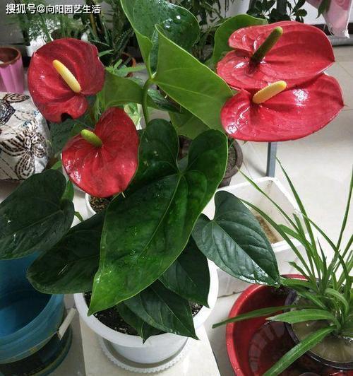 红掌不开花怎么办?如何促进红掌开花? 红掌不开花怎么办?如何促进红掌开花?