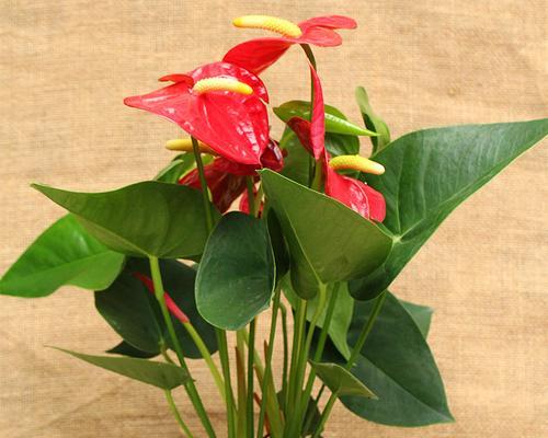 红掌不开花怎么办?如何促进红掌开花? 红掌不开花怎么办?如何促进红掌开花?