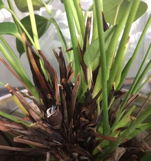 红掌不开花怎么办?如何促进红掌开花? 红掌不开花怎么办?如何促进红掌开花?