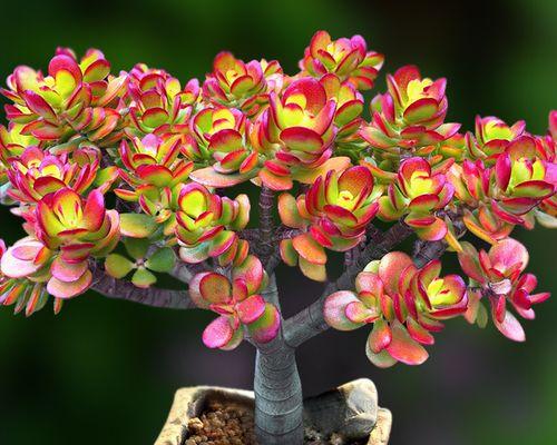 花语堕落——美人榴莲的故事（榴莲花语与人的堕落）