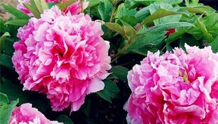 牡丹花什么时候开花?花期是几月份?