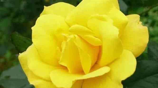 黄玫瑰的花语与象征意义(透过几朵黄玫瑰)