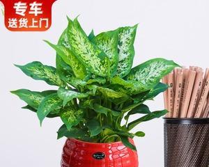花叶万年青开花的寓意（探寻花叶万年青开花的象征意义）