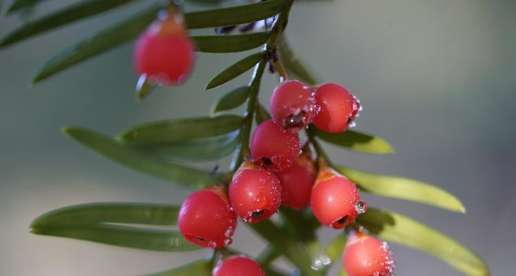 红豆杉会开花吗?开的花是什么样的?